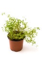 Pot with thyme plant isolated Royalty Free Stock Photo