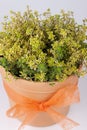 Pot with thyme plant Royalty Free Stock Photo