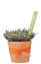 Pot with thyme plant Royalty Free Stock Photo