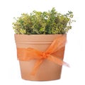 Pot with thyme plant Royalty Free Stock Photo