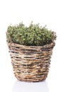 Pot with thyme plant Royalty Free Stock Photo