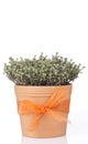 Pot with thyme plant Royalty Free Stock Photo