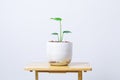 Pot tree on table that decorate the room. Pot plant isolated on white.