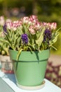 Pot with typical Dutch tulips and hyacinth flowers Royalty Free Stock Photo