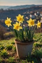Vibrant Yellow Daffodils in Terracotta Pot, Spring Landscape Royalty Free Stock Photo