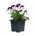 Pot of Viola cornuta Royalty Free Stock Photo