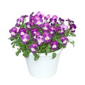 Pot of Viola cornuta Royalty Free Stock Photo