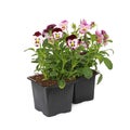 Pot of Viola cornuta Royalty Free Stock Photo