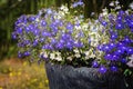 A pot with white and blue Lobelia Erinus flowers Royalty Free Stock Photo