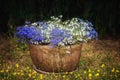 A pot with white and blue Lobelia Erinus flowers Royalty Free Stock Photo