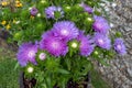 Pot of white centered purple flowers of the hardy perennial Soke`s Aster `Purple Parasols`, Stokesia laevis