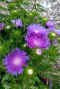 Pot of white centered purple flowers of the hardy perennial Soke`s Aster  `Purple Parasols`, Stokesia laevis Royalty Free Stock Photo