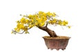 Pot of Yellow Apricot blossom closeup ( Hoa mai )