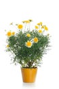 Pot with yellow daisy flower Royalty Free Stock Photo