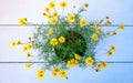 Pot of yellow daisy flower Royalty Free Stock Photo