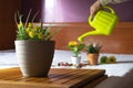 Pot with yellow flowers and an unfocused man watering his plants Royalty Free Stock Photo