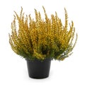 Pot of yellow heather isolated on white