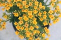 Yellow Kalanchoe Flowers from Above.