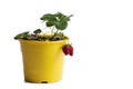 pot with strawberry plant. Royalty Free Stock Photo