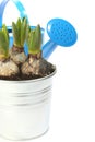 Pot of young hyacinth and blue watering can over white Royalty Free Stock Photo