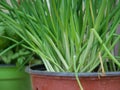 Pot of young plant of chives Royalty Free Stock Photo