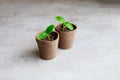 In a pot, young squash seedlings grow. Royalty Free Stock Photo