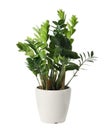 Pot with Zamioculcas home plant on white