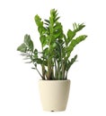 Pot with Zamioculcas home plant on white Royalty Free Stock Photo