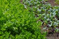 Potager with celery and Kohlrabi Royalty Free Stock Photo