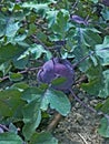 The Potager de Garguantua with kohlrabi Royalty Free Stock Photo