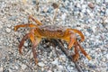 Potamon rhodium semiterrestrial crab Royalty Free Stock Photo