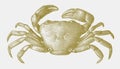 Potamonautes platynotus, freshwater crab endemic to lake tanganyika Royalty Free Stock Photo