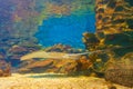 Tiger stingray swimming in Sealife aquarium Istanbul city Turkey Royalty Free Stock Photo