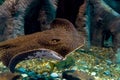 Potamotrygon yepezi or river ramp fish in aquarium