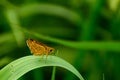 Lesser palm dart butterfly on green leaf Royalty Free Stock Photo