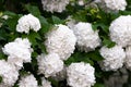 Potassium Bulldenezh a.a. Same Gortensia Bulldenezh or lat Hydrangea. A flowering tree or bush with large white globular flowers. Royalty Free Stock Photo