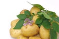 Potato 05 Royalty Free Stock Photo