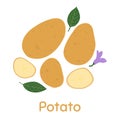 Potato. Vector Illustration EPS. Royalty Free Stock Photo