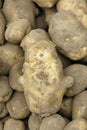 Potato Royalty Free Stock Photo