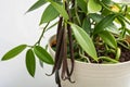 Vanilla plant Vanilla planifolia in a pot, displaying long, slender green leaves and mature brown Royalty Free Stock Photo