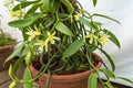 Vanilla plant Vanilla planifolia in a pot, displaying long, slender green leaves and mature brown Royalty Free Stock Photo
