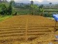 Potato Agriculture Land Tillage