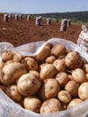 Potato bag Royalty Free Stock Photo