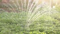 Potato beds watering - water sprinkler working in farm. organic natural potato bushes watering