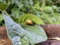 Potato beetle Royalty Free Stock Photo