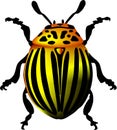 Potato beetle