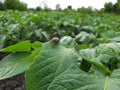 Potato beetle on a damaged green leaf