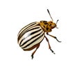 Potato beetle Royalty Free Stock Photo