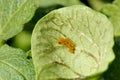 Potato Beetle Egg Cluster Royalty Free Stock Photo