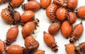 Potato Beetle Larva Royalty Free Stock Photo